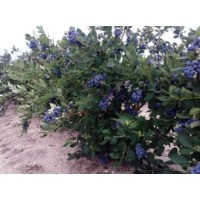 Легаси ** 3 года (С5)