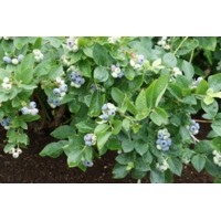 Торо ** 3 года (С5)