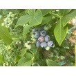 Голубика Река * 3 года (С 5)
