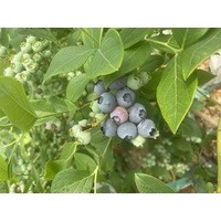 Голубика Река * 3 года (С 5)