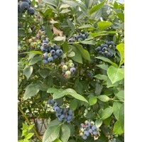 Блюголд ** 3 года (С5)