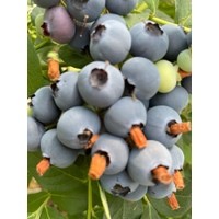 Блюкроп ** 3 года (С5)