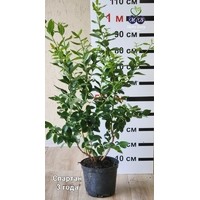 Спартан ** 3 года (С5)