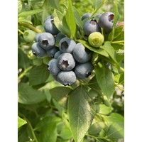 Бонус ** 3 года (С5)