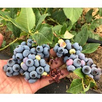 Сиерра ** 3 года (С5)