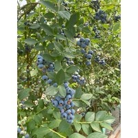 Денис блю ** 3 года (С5)