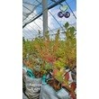 Аврора *** 5 лет (сумка контейнер 50л) рис.1