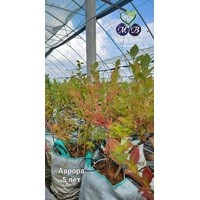 Аврора *** 5 лет (сумка контейнер 50л)