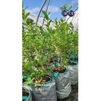 Эллиот *** 5 лет (сумка контейнер 50л)