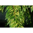 Туя складчатая Атровиренс (С 5) рис.0