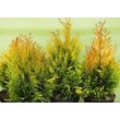 Туя складчатая Форевер Голди (С 5) рис.0