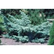 Можжевельник средний Пфитцериана Глаука (С 1,5)