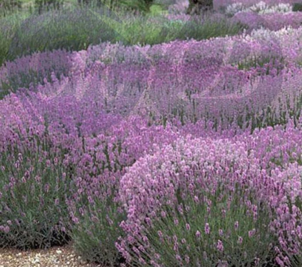 Лаванда узколистная Розеа (С 1,5) Лаванда узколистная Розеа (С 1,5)
