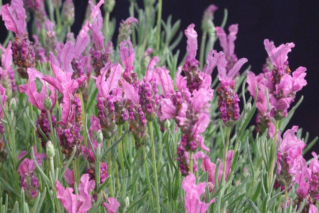 Лаванда узколистная Розеа (С 1,5) Лаванда узколистная Розеа (С 1,5)