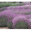 Лаванда узколистная Розеа (С 1,5) рис.0