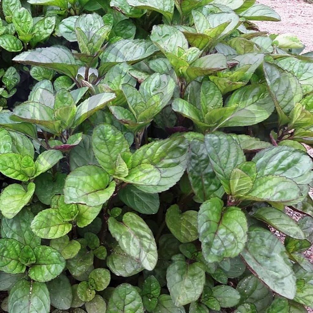 Мята Гранада (С 1,5) Мята Гранада (С 1,5)