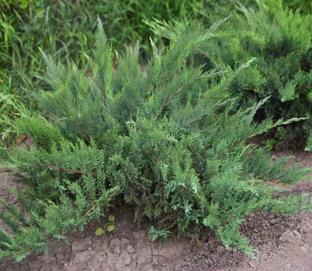 Можжевельник Казацкий (Р 9)