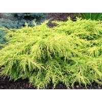 Можжевельник средний Голд Стар (С 5)