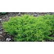 Можжевельник горизонтальный Андорра Компакт (С 5) рис.0