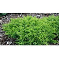 Можжевельник горизонтальный Андорра Компакт (С 5)