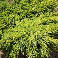 Можжевельник средний Голдкиссен (С 5)