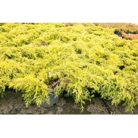 Можжевельник средний Мордиган Голд (С 5)