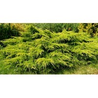 Можжевельник средний Пфитцериана Ауреа (С 5)