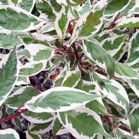 Дерен белый Элегантиссима (С 3)