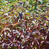 Дерен белый Ред Гном (С 2)