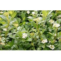 Дерен отпрысковый Флавирамеа (С 5)