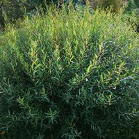 Ива пурпурная Нана (С 5)