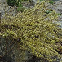 Ива ползучая Грин Карпет (С 5)