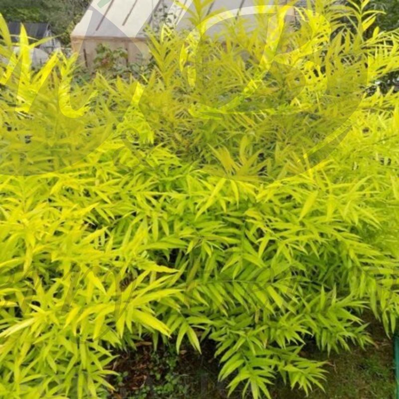 Ива сахалинская Голден Саншайн (С 5)