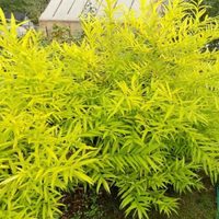 Ива сахалинская Голден Саншайн (С 5)