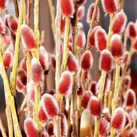 Ива тонкостолдиковая Маунт Асо (С 5)