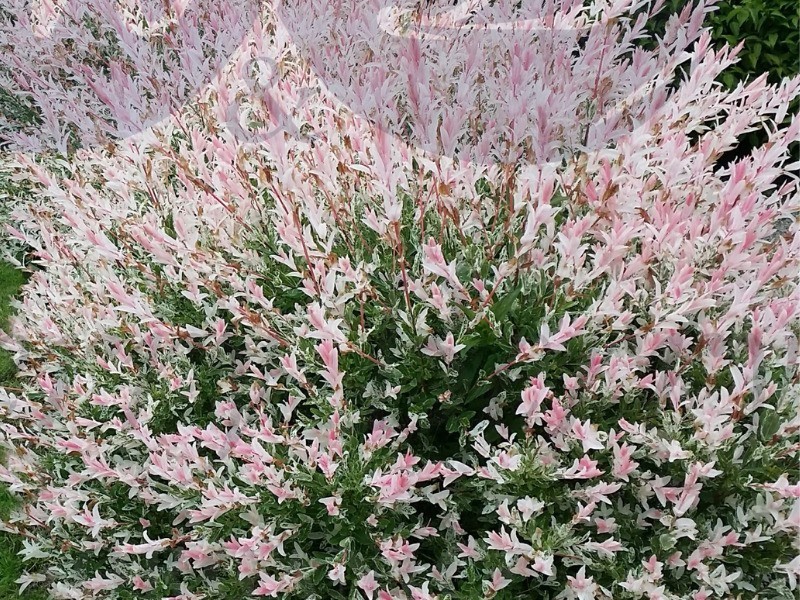 Ива цельнолистная Хакура -Нишики (С 5) Ива цельнолистная Хакура -Нишики (С 5)