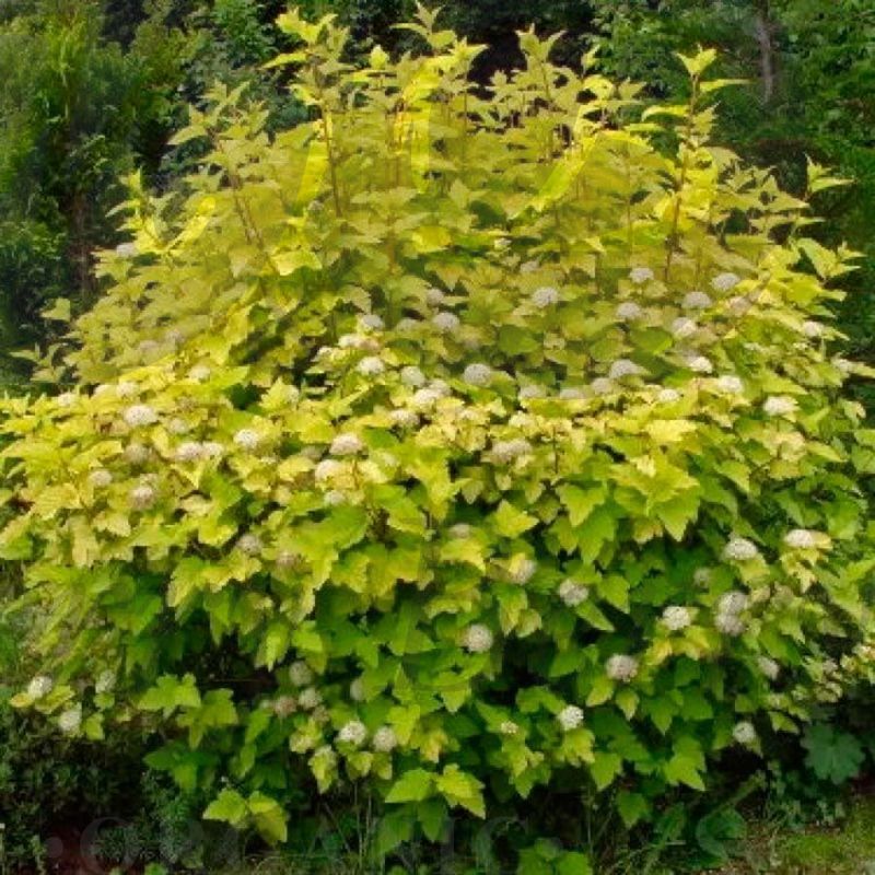 Пузыреплодник калинолистный (С 1,5) Пузыреплодник калинолистный (С 1,5)