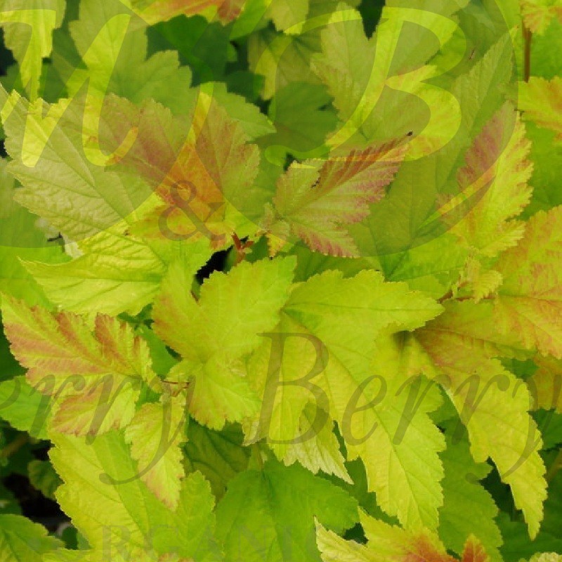 Пузыреплодник калинолитный Ангел Голд (С 3) Пузыреплодник калинолитный Ангел Голд (С 3)