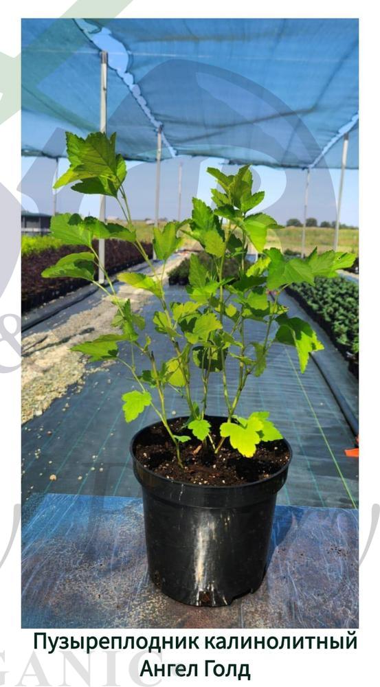 Пузыреплодник калинолитный Ангел Голд (С 3) Пузыреплодник калинолитный Ангел Голд (С 3)