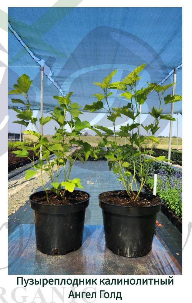Пузыреплодник калинолитный Ангел Голд (С 3) Пузыреплодник калинолитный Ангел Голд (С 3)