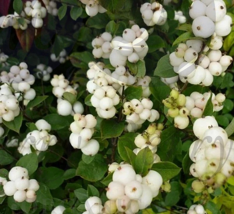 Снежноягодник  Симфони Рок (С 3) Снежноягодник  Симфони Рок (С 3)