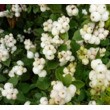 Снежноягодник Симфони Рок (С 5)