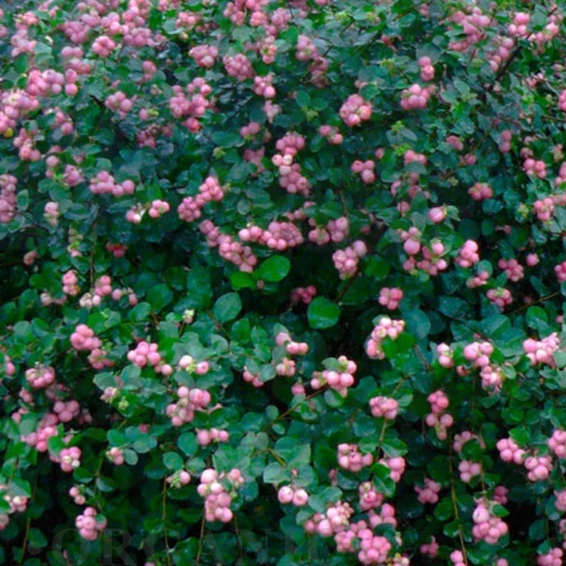 Снежноягодник Симфони Рамбл (С 3) Снежноягодник Симфони Рамбл (С 3)