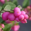 Снежноягодник доренбоза Мэджикал Кэнди (С 5)