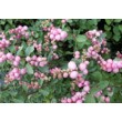 Снежноягодник доренбоза   Мэджикао Пинк Карпет (С 3)