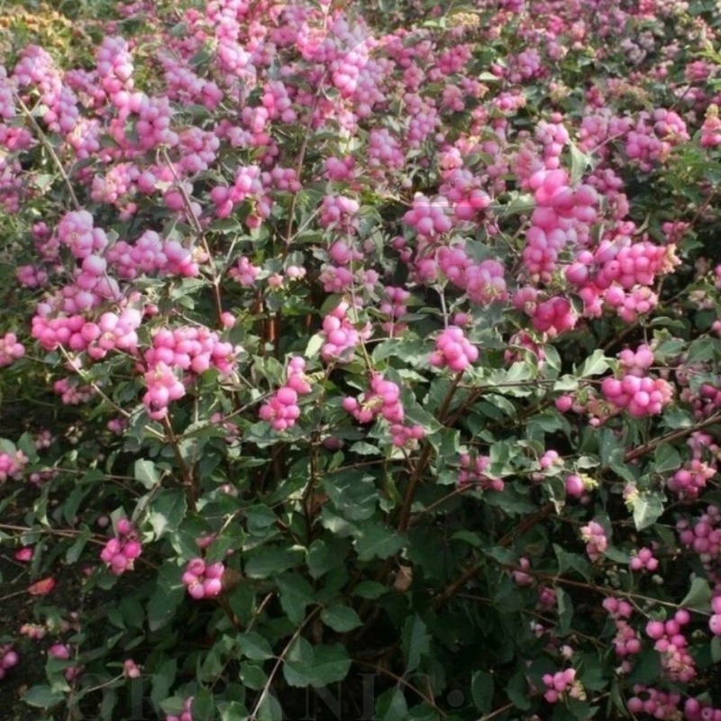 Снежноягодник доренбоза   Мэджикал Пинк Кушион (С 3) Снежноягодник доренбоза   Мэджикал Пинк Кушион (С 3)