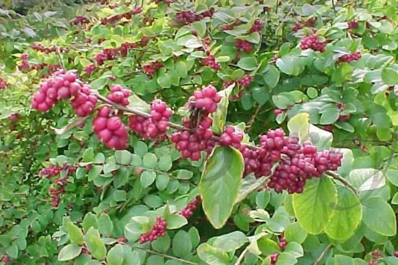 Снежноягодник доренбоза   Мэджикал Пепл Прайд  (С 3) Снежноягодник доренбоза   Мэджикал Пепл Прайд  (С 3)