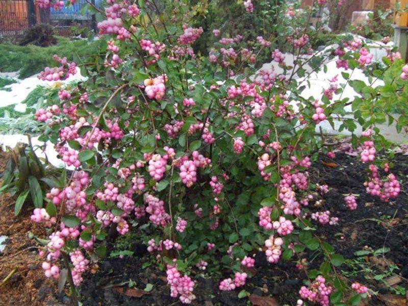 Снежноягодник доренбоза   Мэджикал Райдин Худ (С 3) Снежноягодник доренбоза   Мэджикал Райдин Худ (С 3)