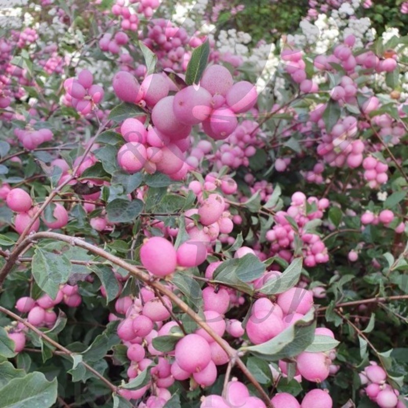 Снежноягодник доренбоза   Мэджикал Свит (С 3) Снежноягодник доренбоза   Мэджикал Свит (С 3)