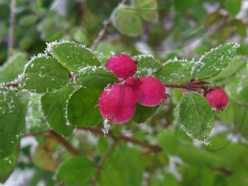 Снежноягодник доренбоза   Мэджикал Винтерберри (С 3) Снежноягодник доренбоза   Мэджикал Винтерберри (С 3)